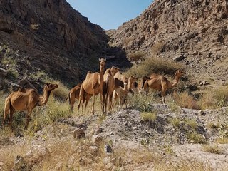 5 mythical beasts that call Arizona home - ABC15 Digital