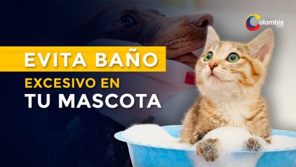¿Cada cuánto debes bañar a tu mascota?