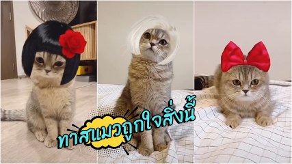 เจน - นุ่น - โบว์ เวอร์ชั่นน้องแมว ชาวเน็ตบอกน่ารักสุดตั้งแต่มีมา