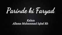 Parinde ki Faryad, پرندے کی فریاد || درد بھرا کلام || Allama Muhammad Iqbal Rh | MJZ Multimedia