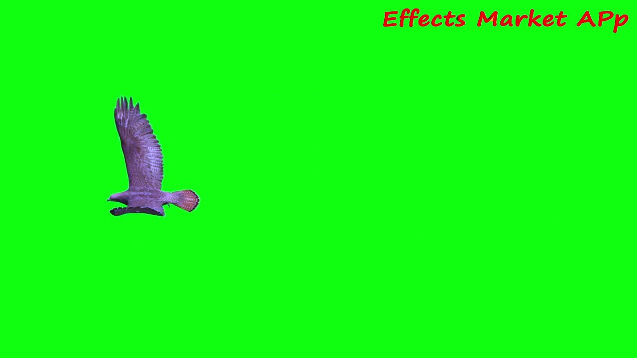 bird3