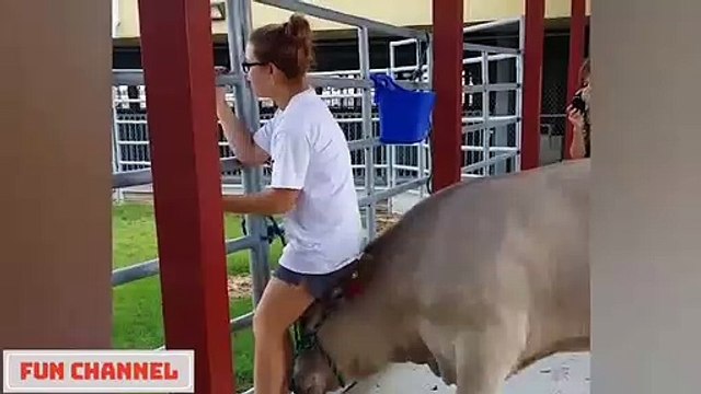 Si Te Ries Pierdes Videos De Risa 2020 nuevos Videos Graciosas Para Reirse Dela Risa #113