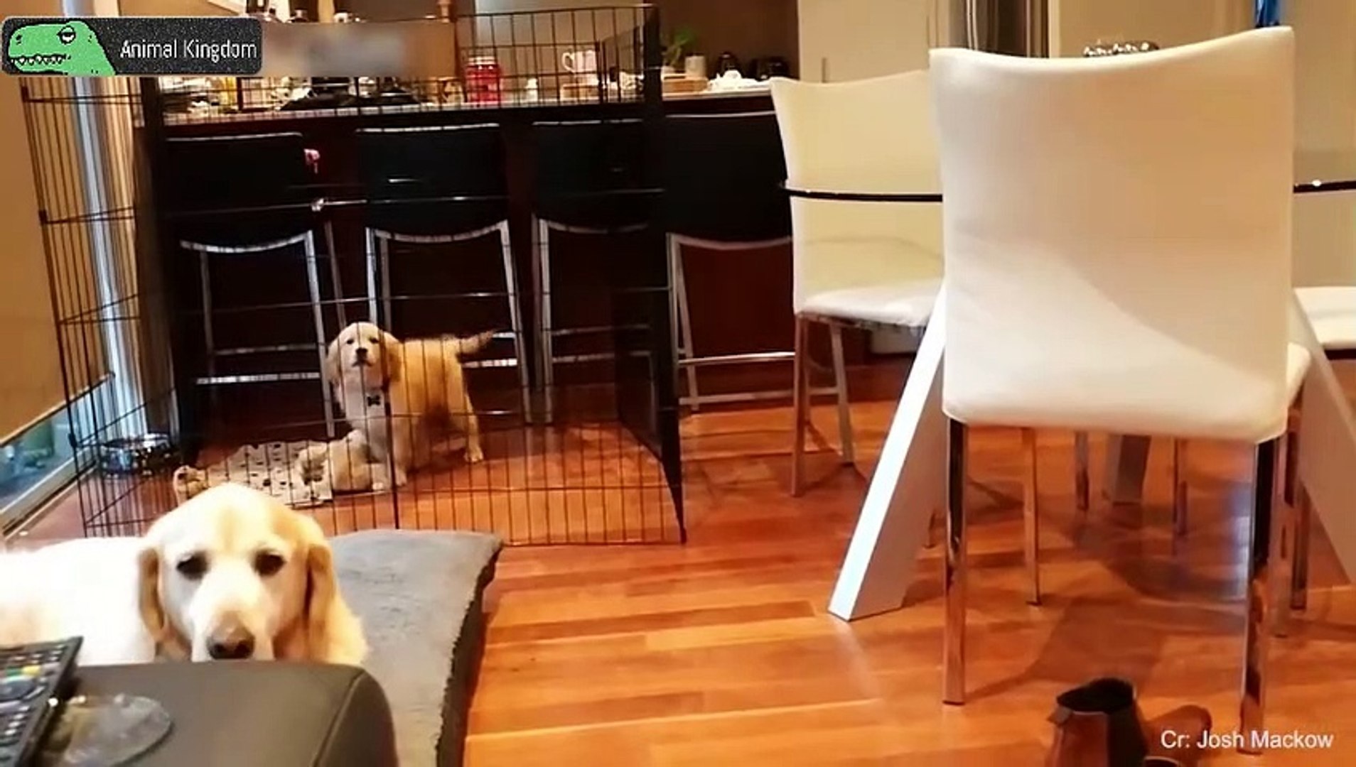 最高におもしろ犬 かわいいゴールデンレトリバー犬のハプニング 失敗動画集 5 Video Dailymotion