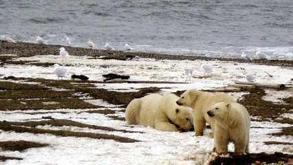 Alaska: At the Edge of the Earth | People and Power