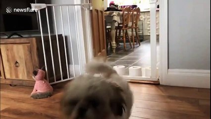 Dogs leap over stacks of toilet roll in hilarious new challenge