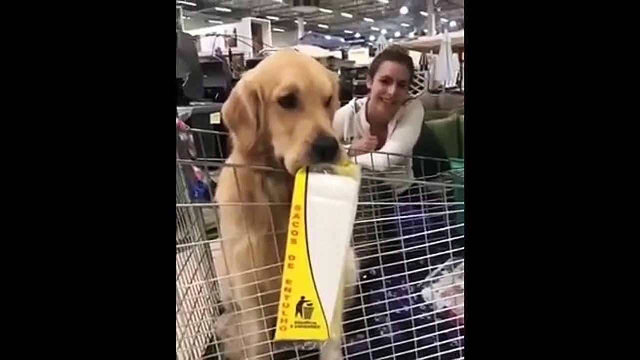 Best funny dogs- cute animals -