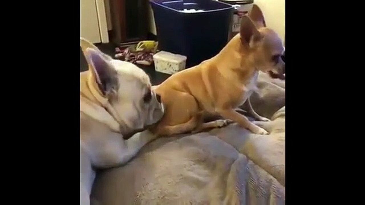 Cute French Bulldog Puppies Compilation