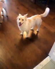 İşitme engelli köpegin gezmeye çıkacağını anladıgı andaki mutluluğu