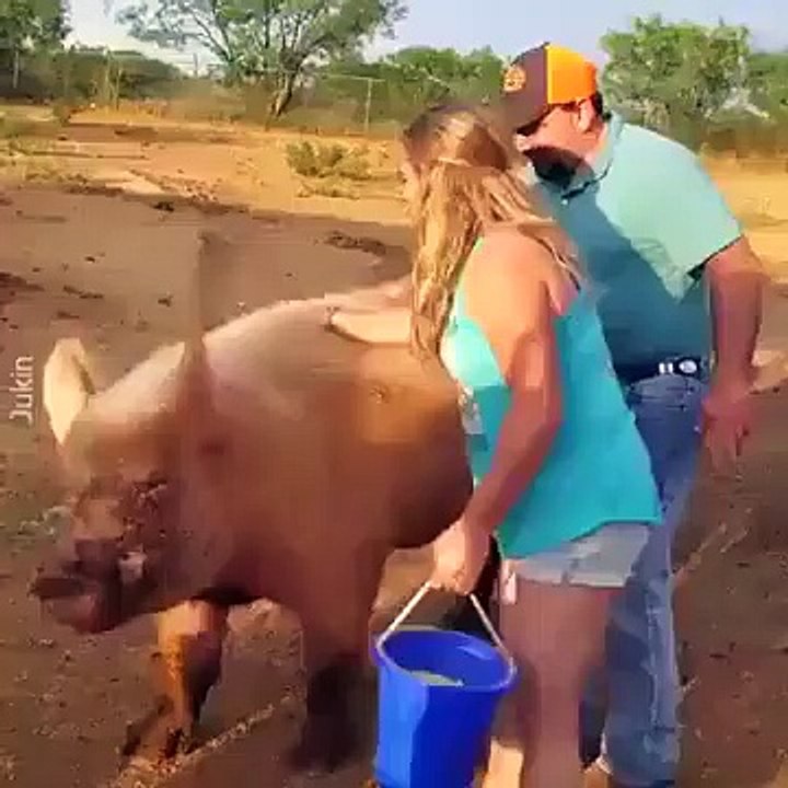 Quand l'Homme n'est pas vraiment le modèle de vie en société