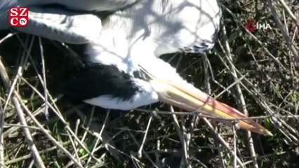 Nehil Sazlığı’nda korkutan kuş ölümleri