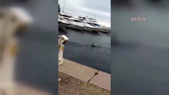 Koronavirüs | İstanbul Boğazı'ndaki trafik azalınca Ataşehir Marina'ya kadar gelen yunus sürüsü böyle görüntülendi