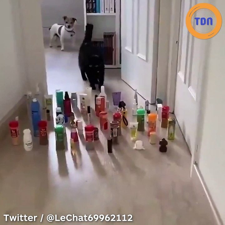 Parcours d'obstacles : La différence entre un chien et un chat