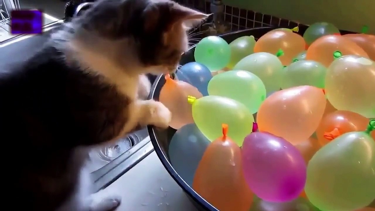 What will happen when you show the balloon to cats_