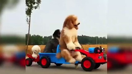 cute puppy ! Funny animals