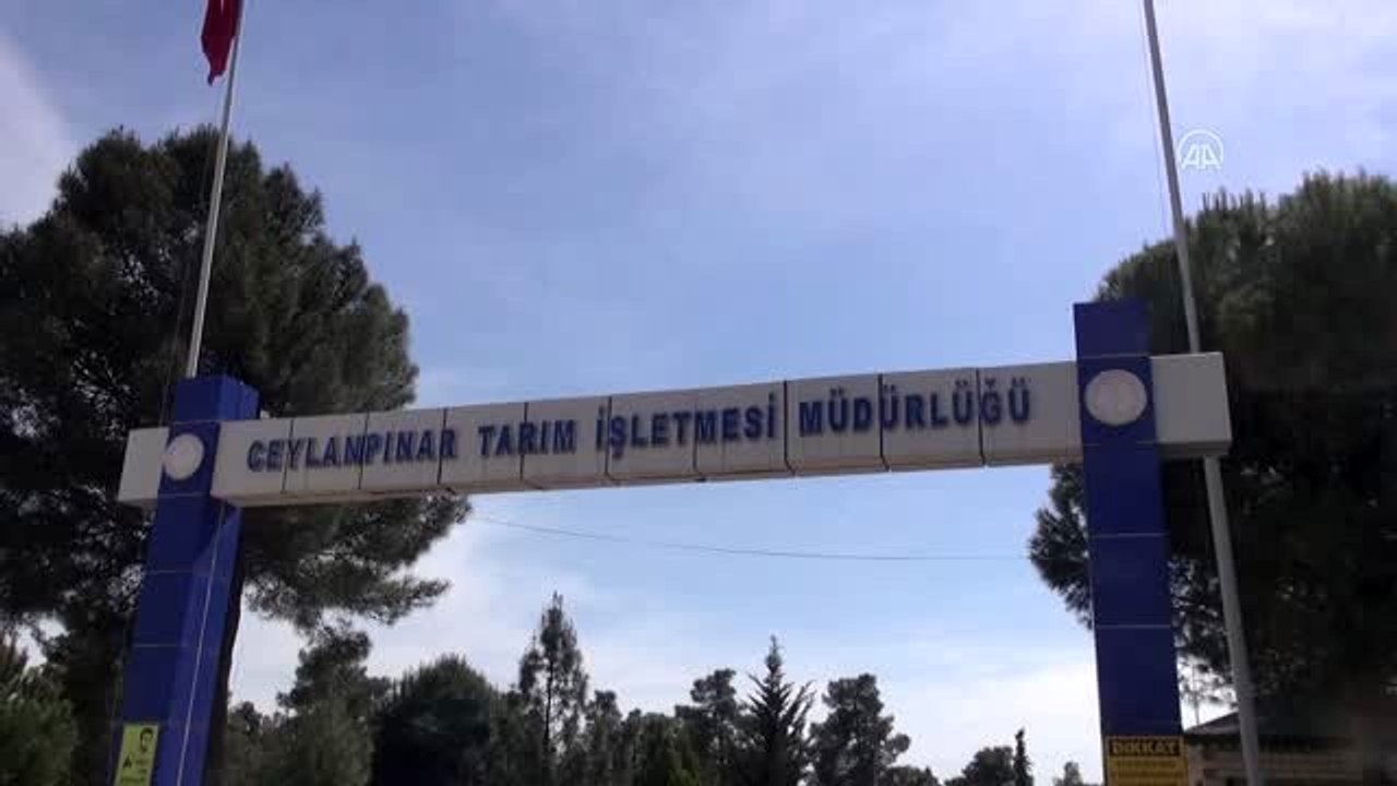 Türkiye'nin en büyük TİGEM işletmesinde Kovid-19 tedbirleri - ŞANLIURFA