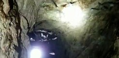 Man Encounters Colony of Bats During Mineshaft Exploration