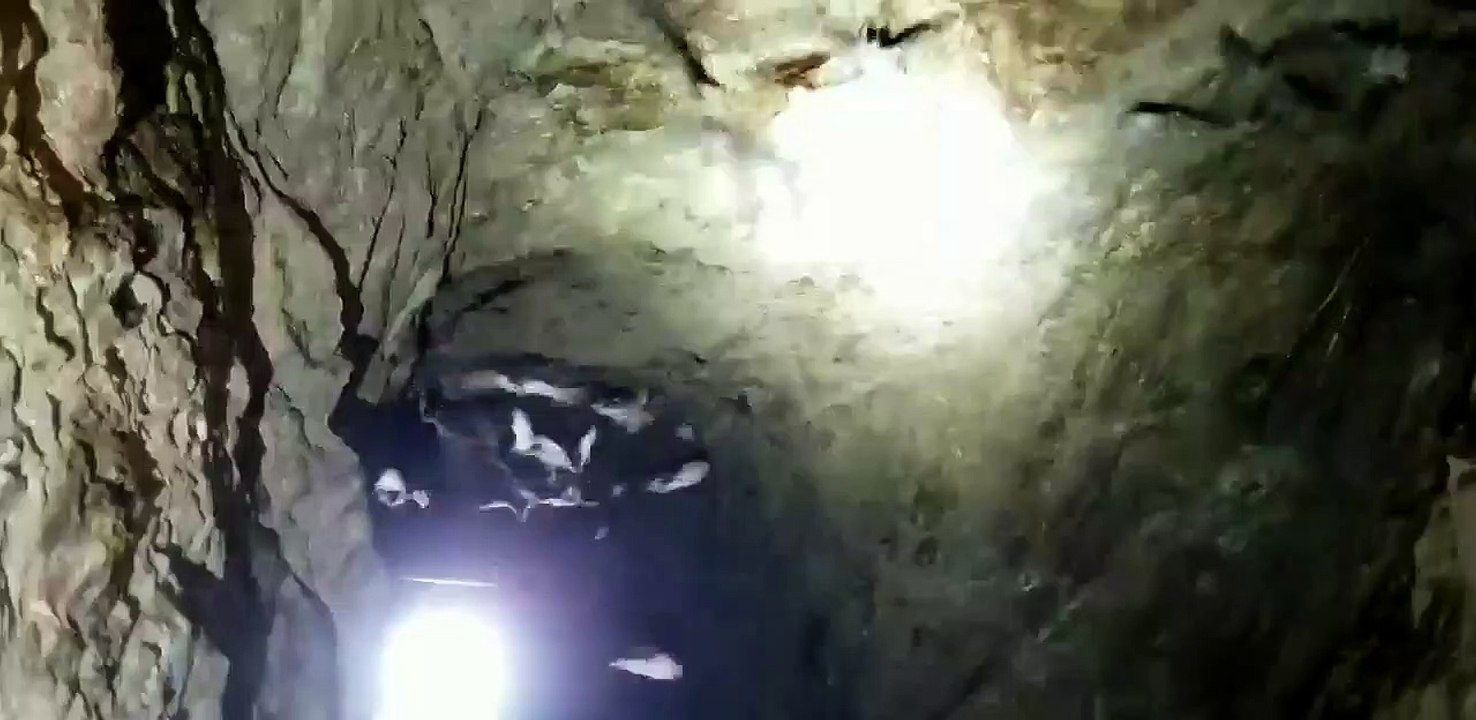 Man Encounters Colony of Bats During Mineshaft Exploration