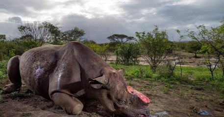 Avec le confinement, le braconnage explose en Afrique