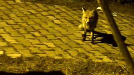 Kovid-19 nedeniyle sessizliğe bürünen Sarıkamış'ta tilkiler yerleşim yerine indi