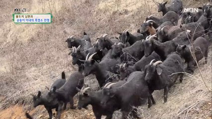 우당탕탕 염소 들여보내기 합동작전 개시!