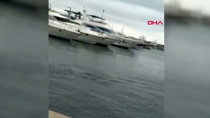 ATAKÖY MARİNA'DA YUNUSLARIN DANSI