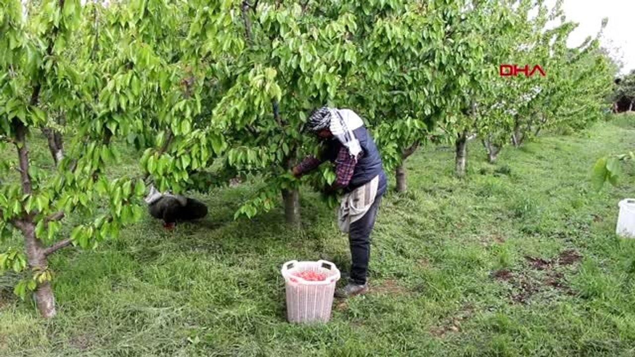 MANİSA Sezonun ilk kirazı açık artırmayla kilosu 400 liradan satıldı