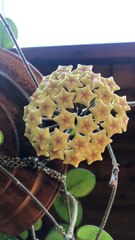 Time-Lapse of Hoya Mathilde Blooming