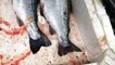 Tarım ve Orman Bakanlığı'nın kampanyası sonrası Somon balığı yok satıyor