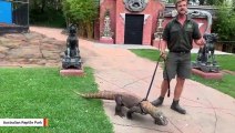 Zookeeper Takes World's Largest Lizard For A Walk