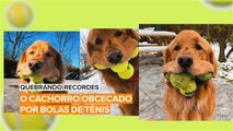 Quebrando Recordes: O cachorro obcecado por bolas de tênis