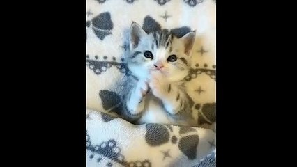 Cute Cats - Fun Time