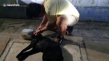 Thai locals rescue stray dog with a plastic container stuck on its head