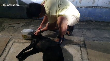 Thai locals rescue stray dog with a plastic container stuck on its head