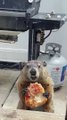 Une marmotte nargue des chiens en mangeant une pizza devant eux