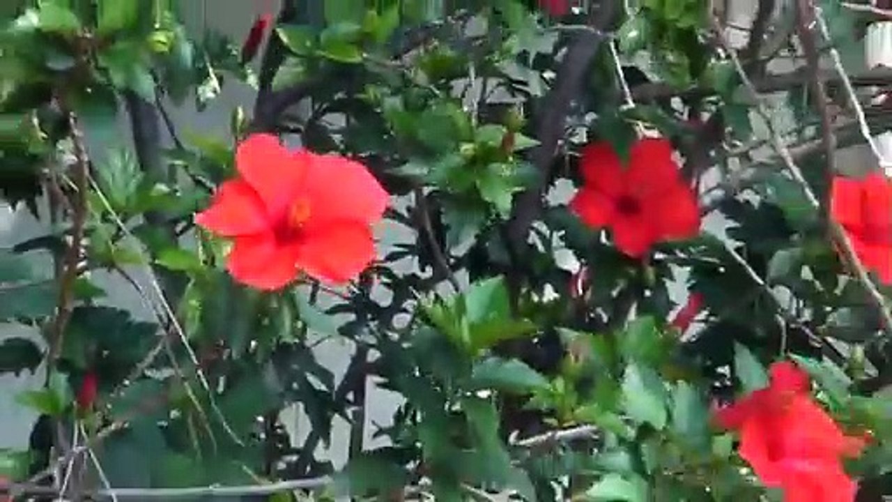 Monte Carlo - Carlo, Monaco - Casinos, Hotels, Harbour, Shops, Cafes & Station - Pak Top Entertainment