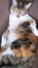 Cat Steals Owner&apos;s Chair and Doesn&apos;t Care