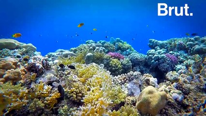 Régénérer les océans en 30 ans ne serait pas une mission impossible