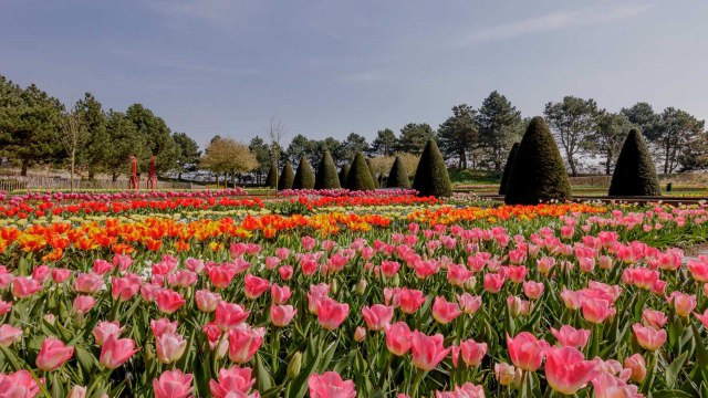 See the Most Colorful Tulip Fields in the Netherlands Without Leaving Your House This Year