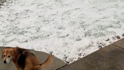 Pennsylvania dogowner, beagle tired of mid-April snow