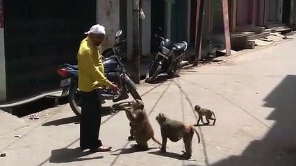 भूख से बेहाल बंदरों की खिलाया खीरा