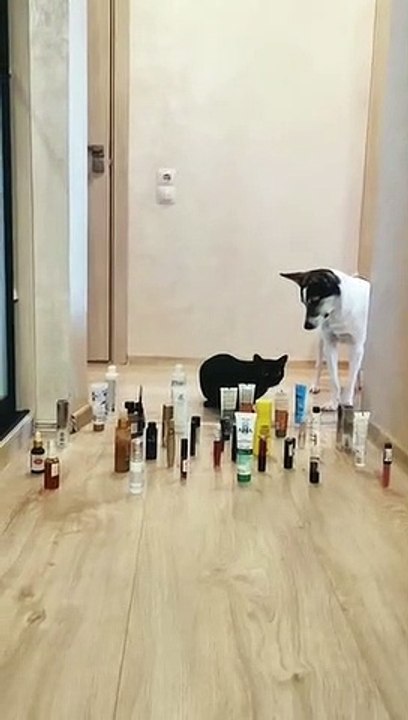 Un chien et un chat franchissent des obstacles