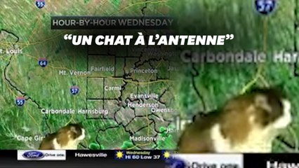 Pendant le confinement, il présente la météo avec son chat