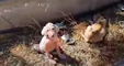 Ces deux petites chiennes ont été sauvées par le refuge Takis Shelter