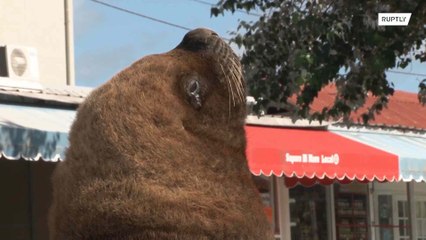 Sea lions bask in the sun after takeover of deserted Mar del Plata harbour