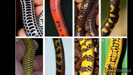 ऐसा सांप जो 200 सेकंड में 1 मीटर है |  a snake grows 1 metre under 200 seconds