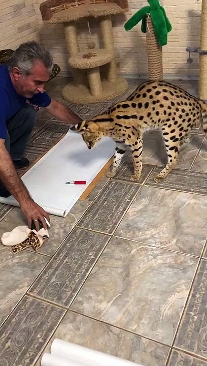 Cat Disagrees with Cut
