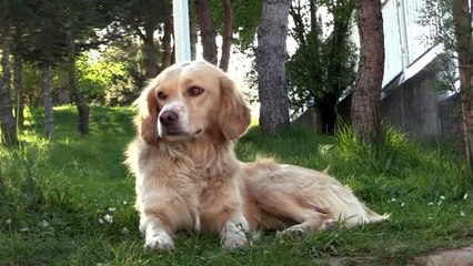 Sahibi yoğun bakıma alınan köpek, 5 gündür hastane önünde bekliyor