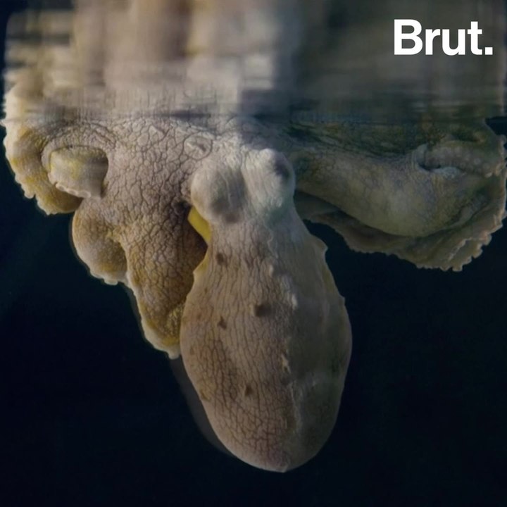 Is this color-changing octopus dreaming?