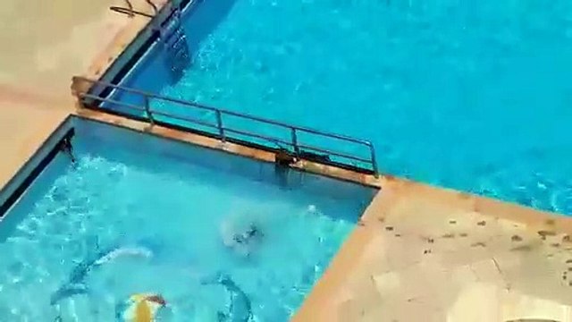 Piscine géante squatée par des singes en l'absence des humains !