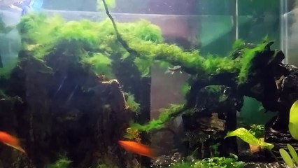 Akuarium Aquascape Terserang Algae